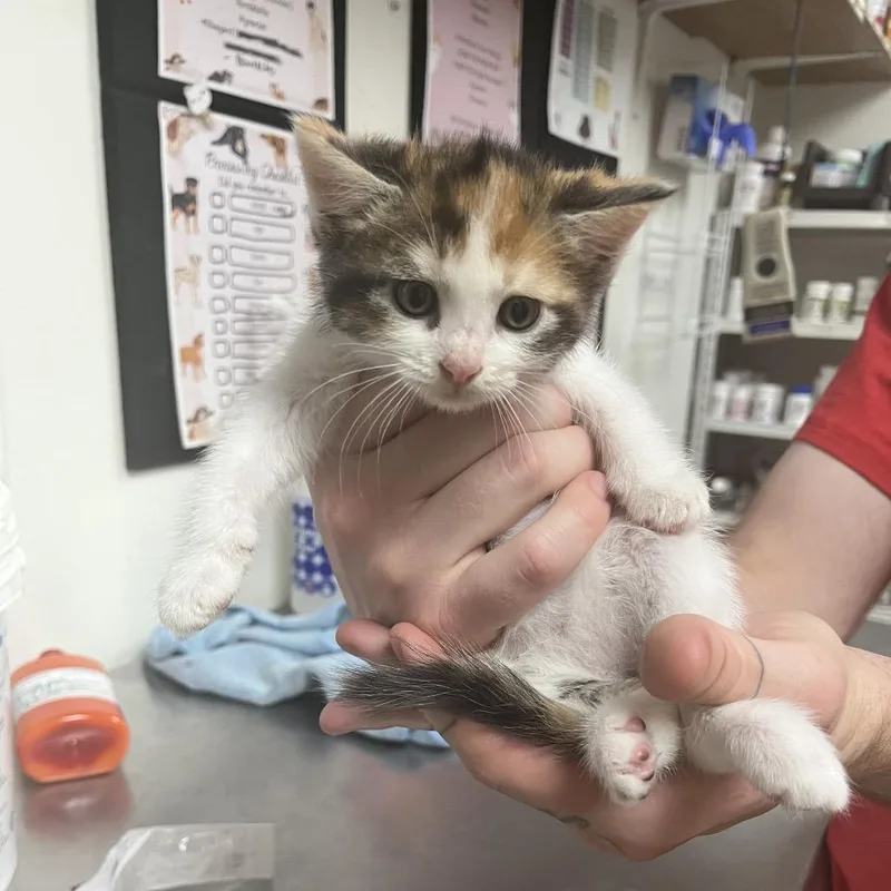 A baby small-sized female Calico Domestic Short Hair cat named Lovelace for adoption in Birmingham, AL
