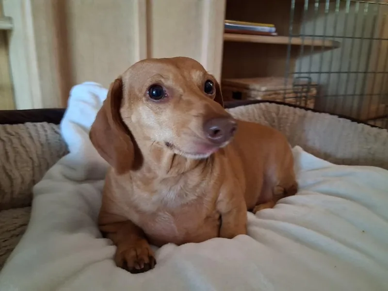 Duchess