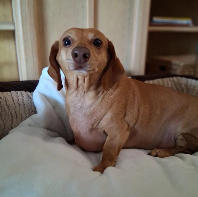 Duchess thumbnail 3