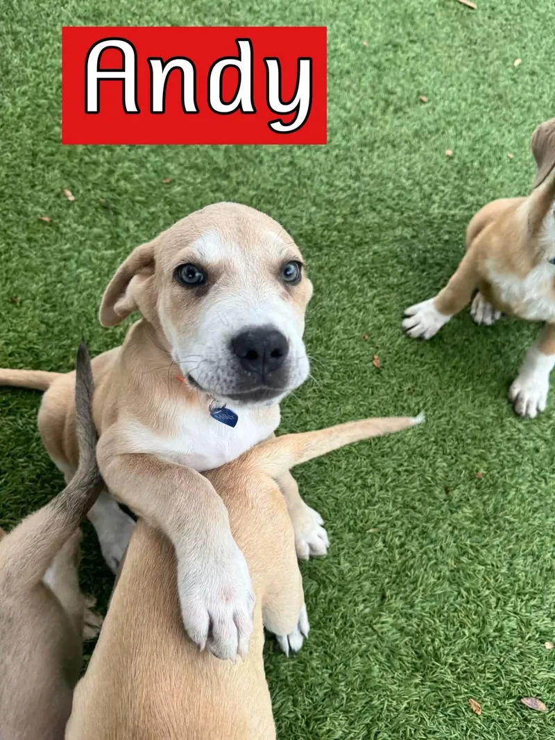 A baby large-sized male Hound dog named Andy for adoption in Keller, TX