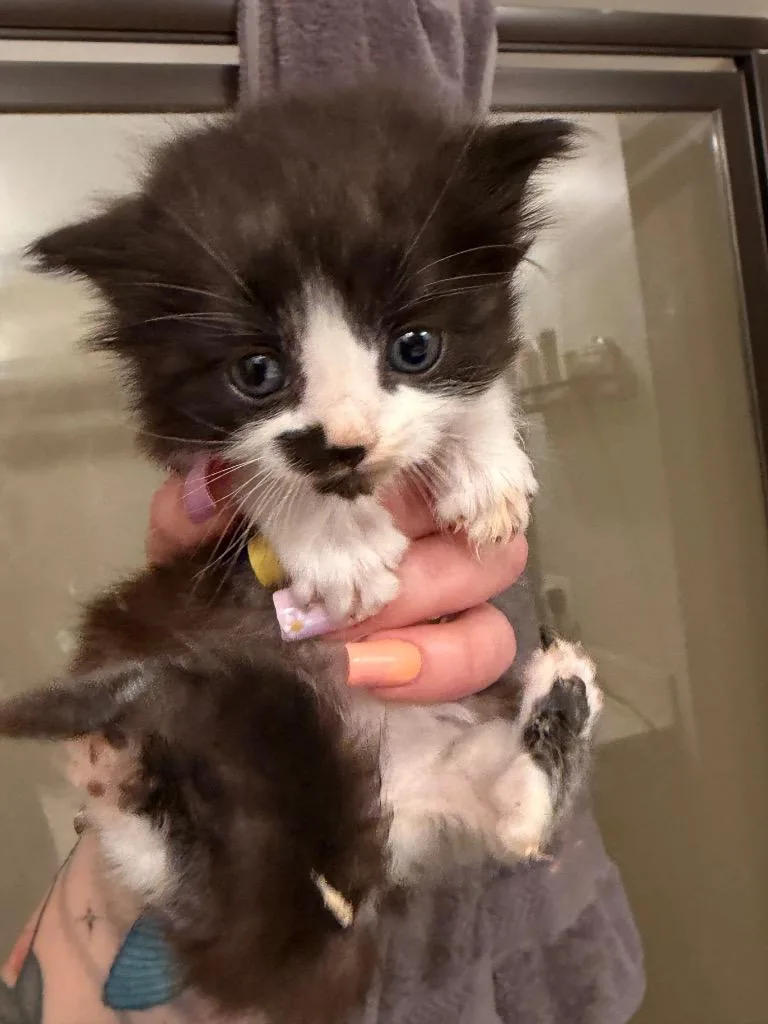 A baby small-sized female Domestic Medium Hair cat named Soda for adoption in Newnan, GA