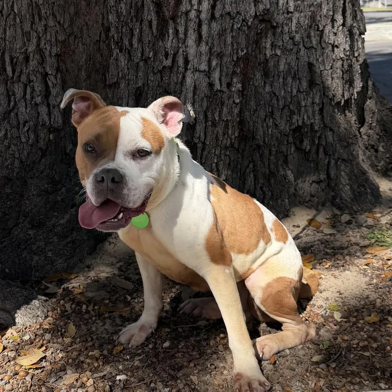 Bayou John thumbnail 5