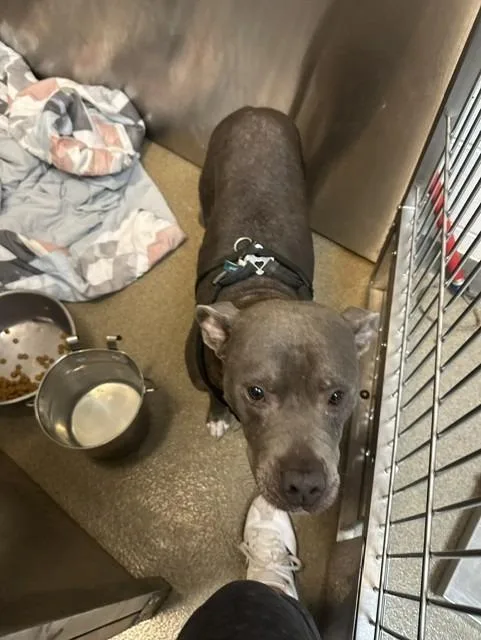 A young medium-sized female Mixed Breed dog named Touya for adoption in Rome, GA