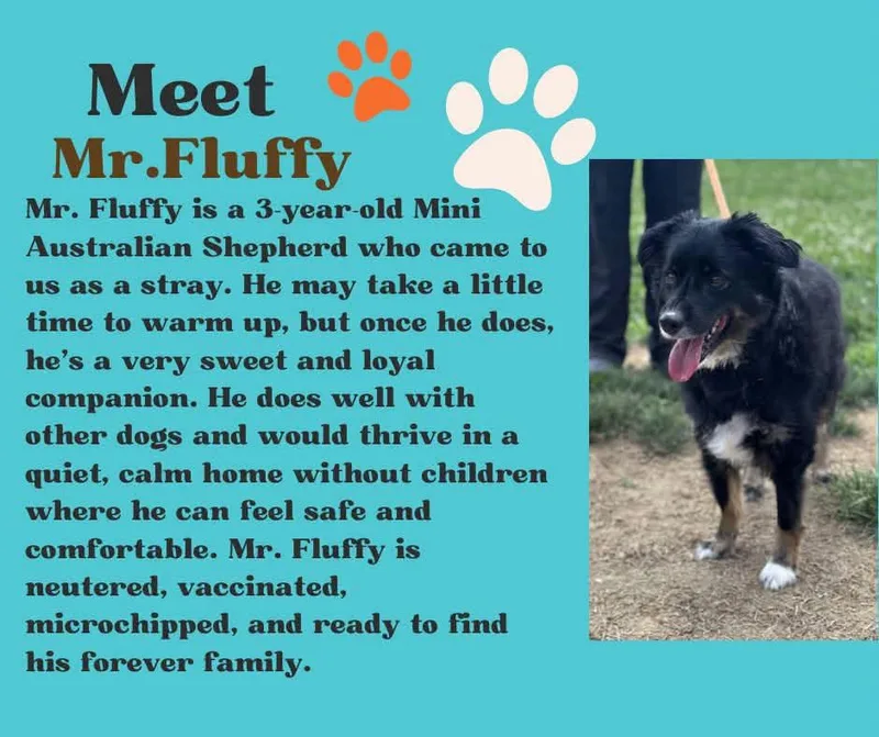 An adult medium-sized male Australian Shepherd dog named Mr. Fluffy for adoption in Danville, IN