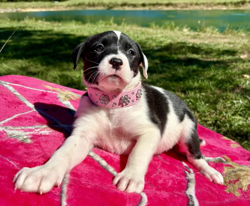 A baby medium-sized female Black Boxer dog named Dixie Darling for adoption in Pittsboro, NC
