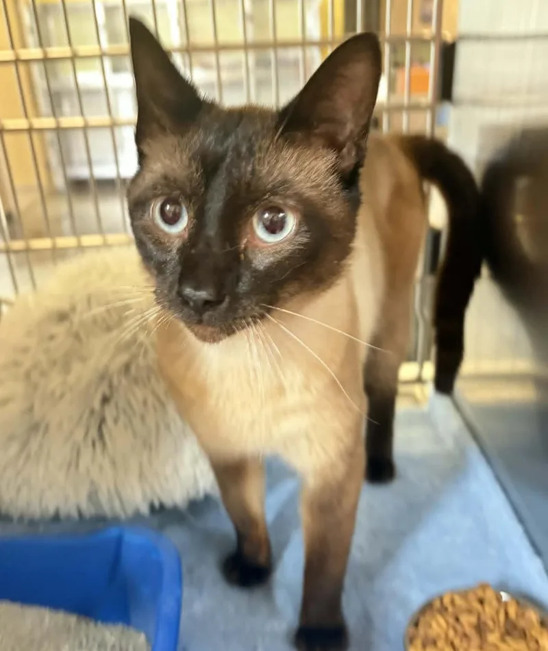 An adult medium-sized male Siamese cat named King Louie for adoption in Rockwall, TX