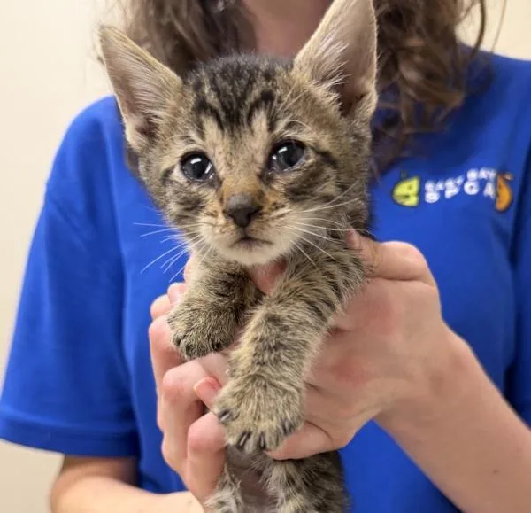 A baby small-sized male Domestic Short Hair cat named Pepper for adoption in Oakland, CA
