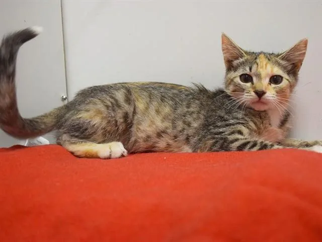 A baby small-sized female Domestic Short Hair cat named Megan for adoption in Sacramento, CA
