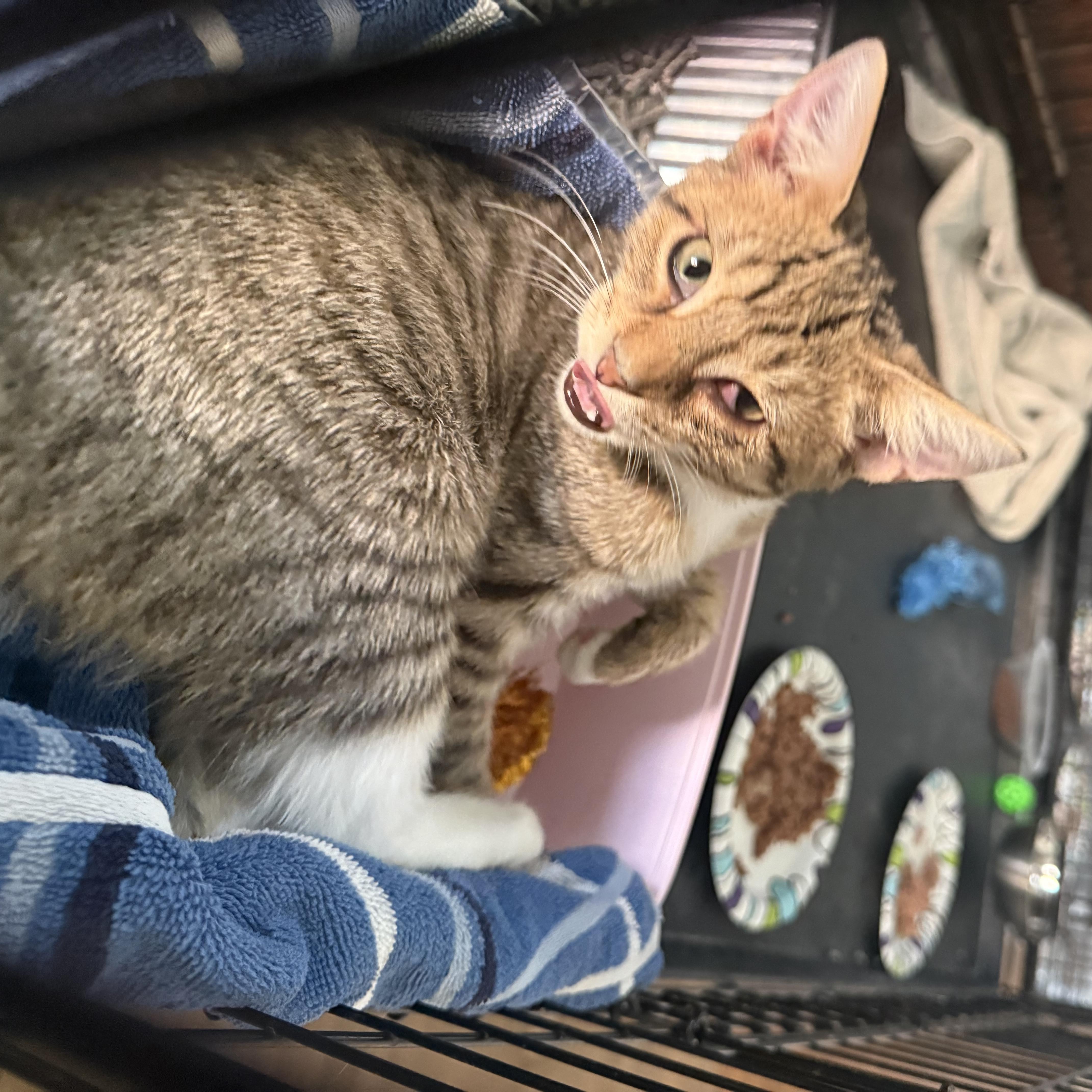 A baby small-sized female Tabby (Brown / Chocolate) Domestic Short Hair cat named Honey for adoption in CANONSBURG, PA