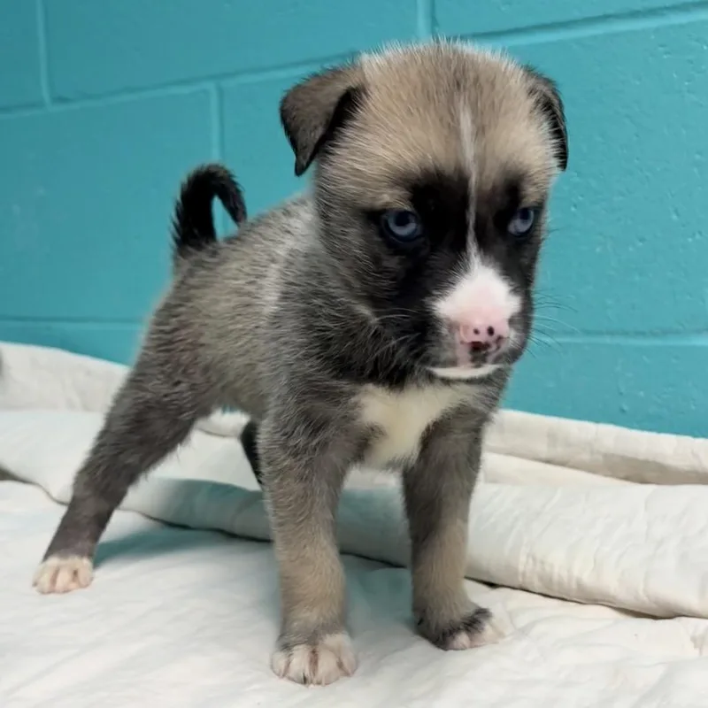 A baby medium-sized male Sable Siberian Husky dog named Harry Ellis for adoption in St Joseph, MO