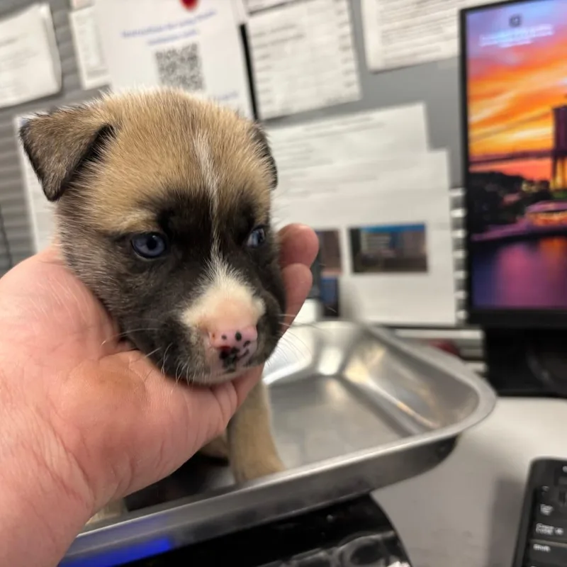 Harry Ellis thumbnail 2