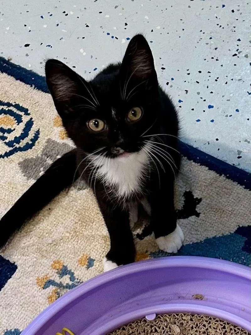 A baby medium-sized male Black & White / Tuxedo Domestic Short Hair cat named Spice for adoption in Landenberg, PA