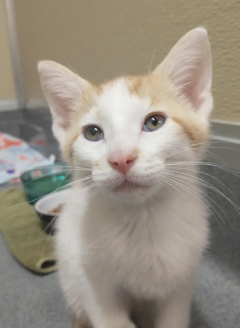 A baby medium-sized male Orange & White Domestic Short Hair cat named Two Step for adoption in Tomah, WI