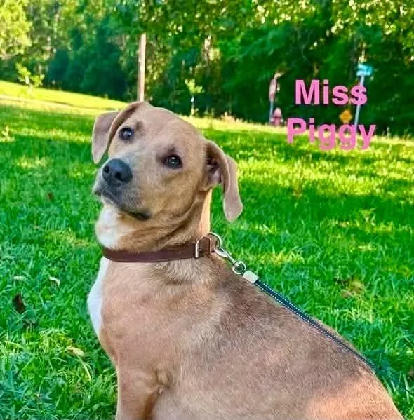An adult medium-sized female Sable Basset Hound dog named Miss Piggy for adoption in Madisonville, LA