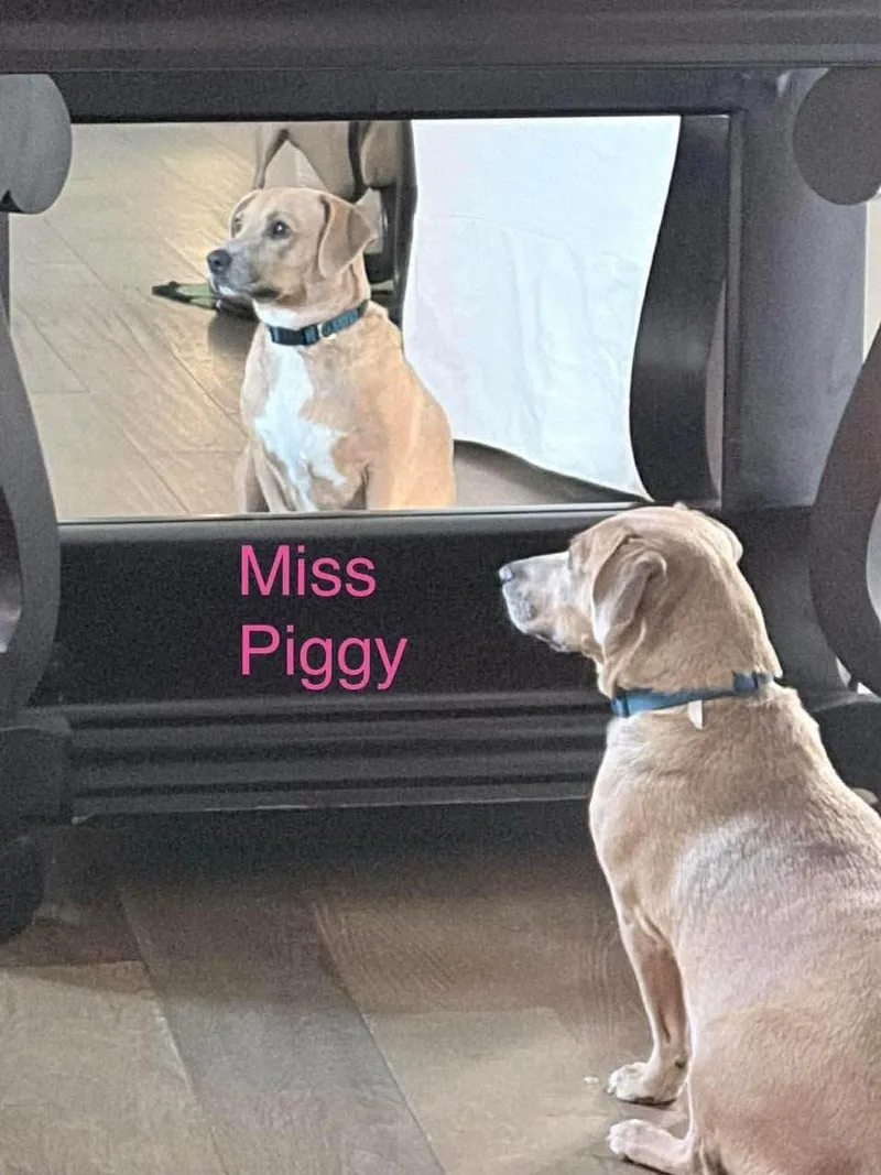 Miss Piggy thumbnail 2