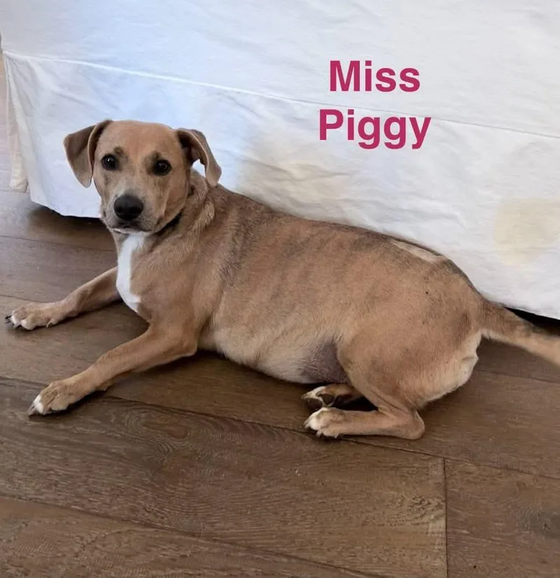 Miss Piggy thumbnail 3