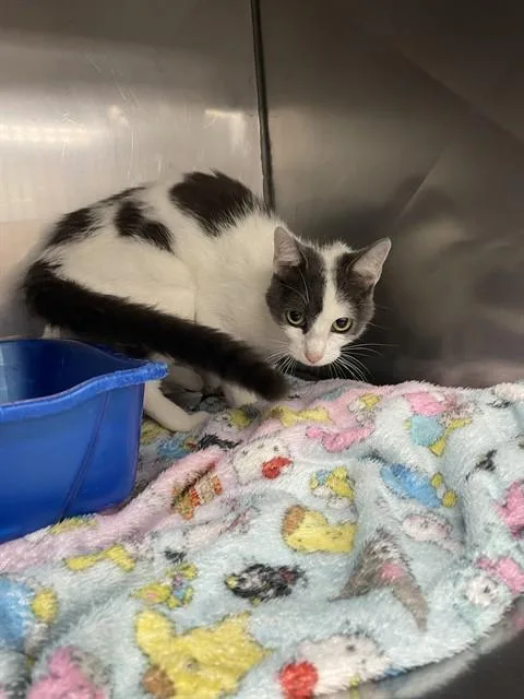 A young medium-sized female Domestic Short Hair cat named Maggie Moo for adoption in Killeen, TX