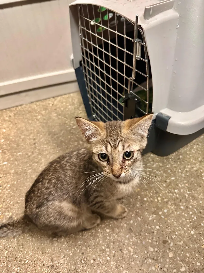 A baby medium-sized male Tabby (Brown / Chocolate) Domestic Short Hair cat named Fluorite for adoption in Wantagh, NY