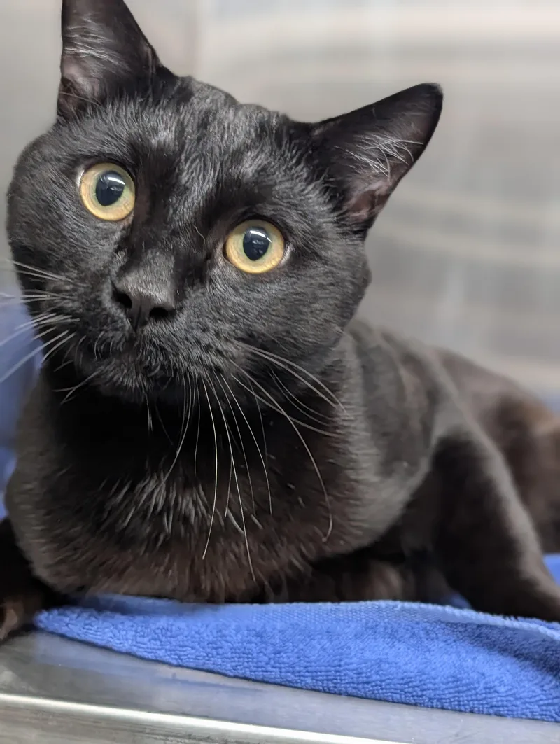 A young large-sized male Black Domestic Short Hair cat named Link for adoption in Plainfield, NJ
