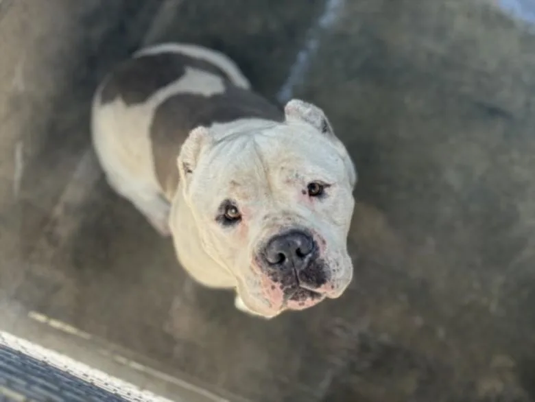 An adult large-sized male Pit Bull Terrier dog named Popeye for adoption in San Pedro, CA