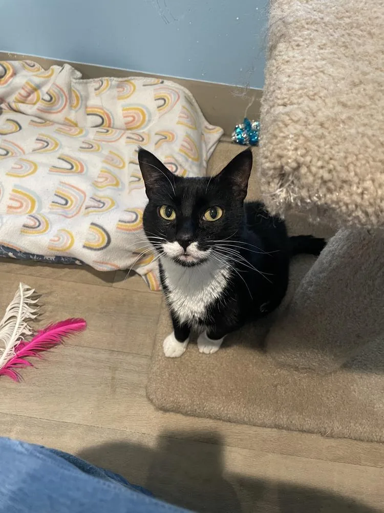 An adult large-sized male Black & White / Tuxedo Domestic Short Hair cat named Sylvester for adoption in Vancouver, WA