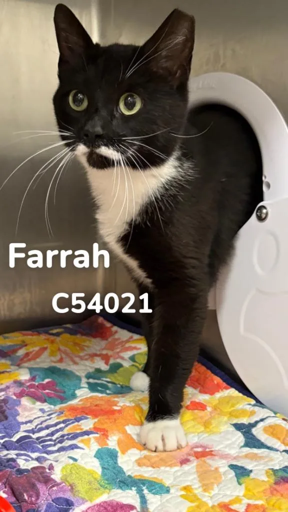 A young medium-sized female Domestic Short Hair cat named Farrah for adoption in Clarksville, TN