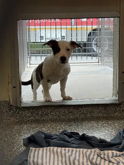 A baby medium-sized female Treeing Walker Coonhound dog named Sporty Spice for adoption in Brewster, MA
