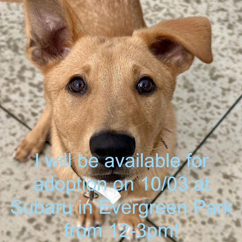 A baby small-sized male Shepherd dog named Raphael for adoption in Matteson, IL