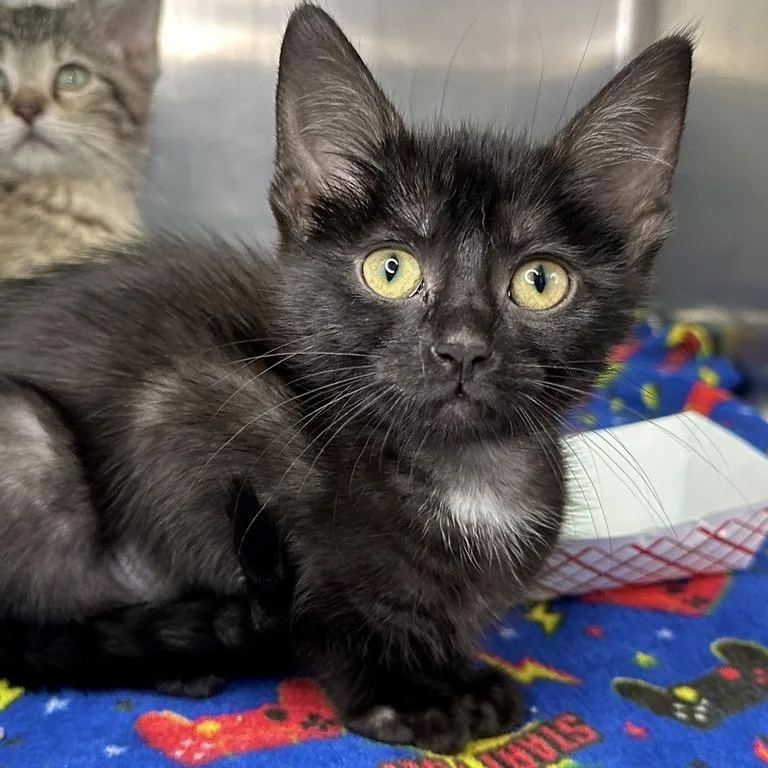 A baby small-sized female Black Domestic Short Hair cat named Peyton for adoption in Matteson, IL