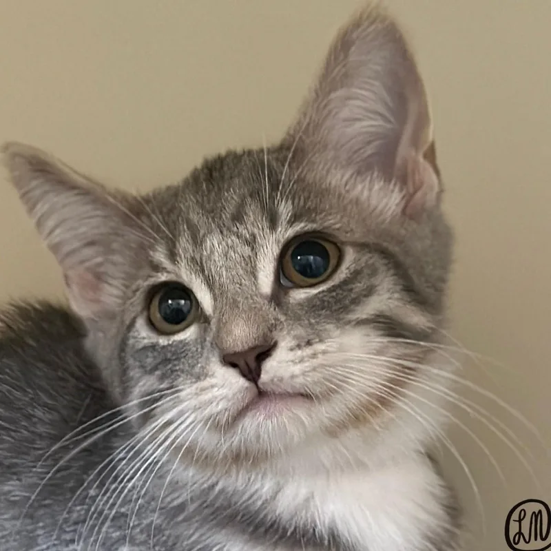 A baby medium-sized female Tabby (Gray / Blue / Silver) Domestic Short Hair cat named Flower for adoption in Victor, NY