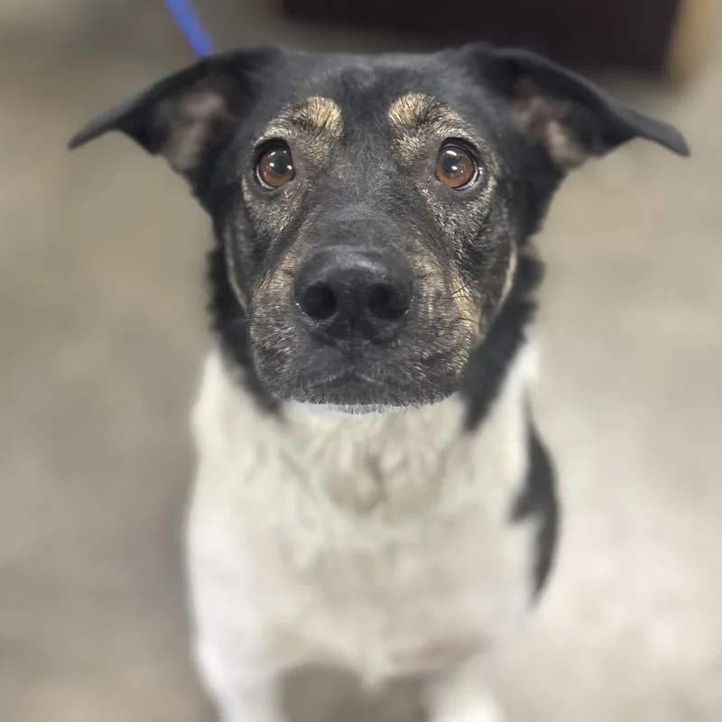 An adult medium-sized female White / Cream Mixed Breed dog named Fig for adoption in Independence, KS