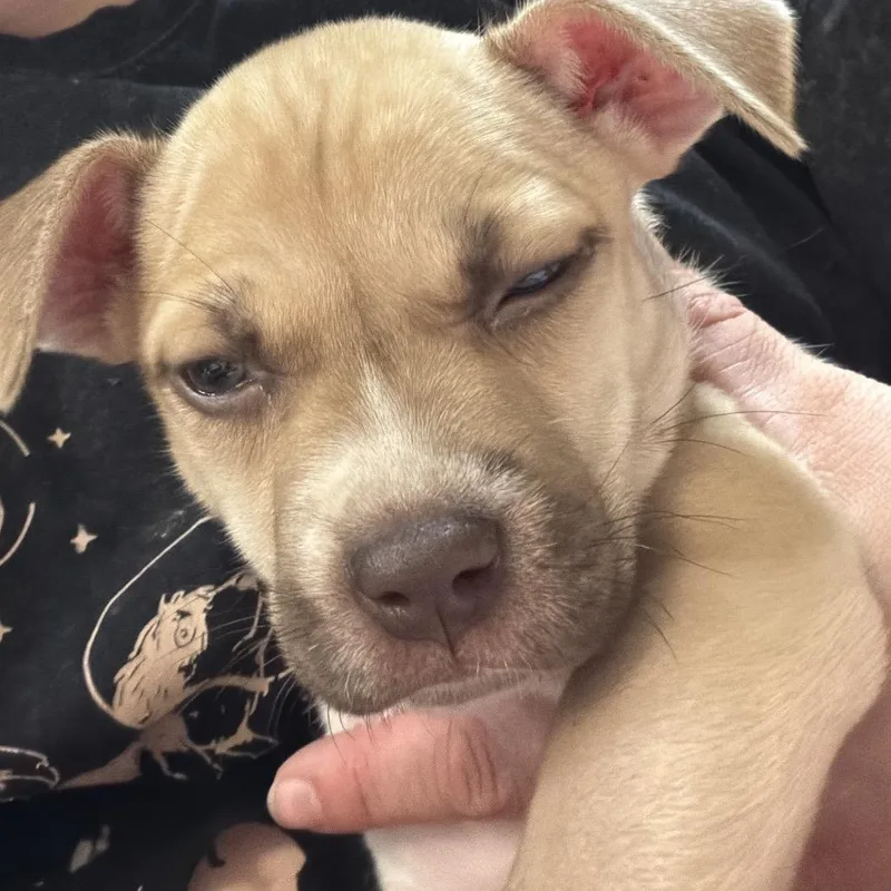 A baby medium-sized female Yellow / Tan / Blond / Fawn Mixed Breed dog named Blondie for adoption in Melrose, FL