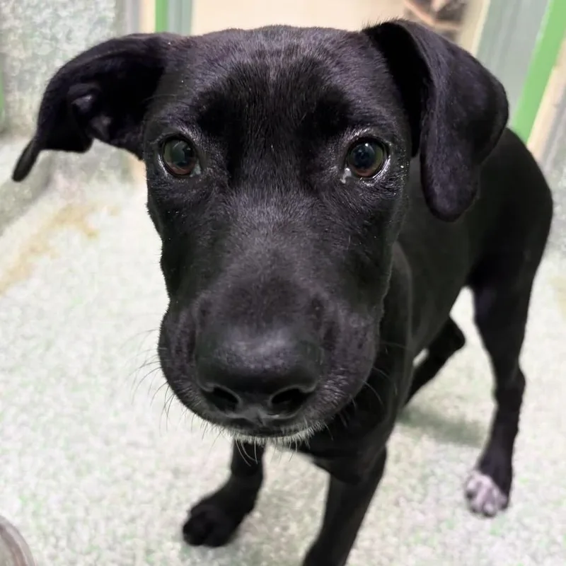 A baby medium-sized female Black Hound dog named Peach for adoption in Calverton, NY