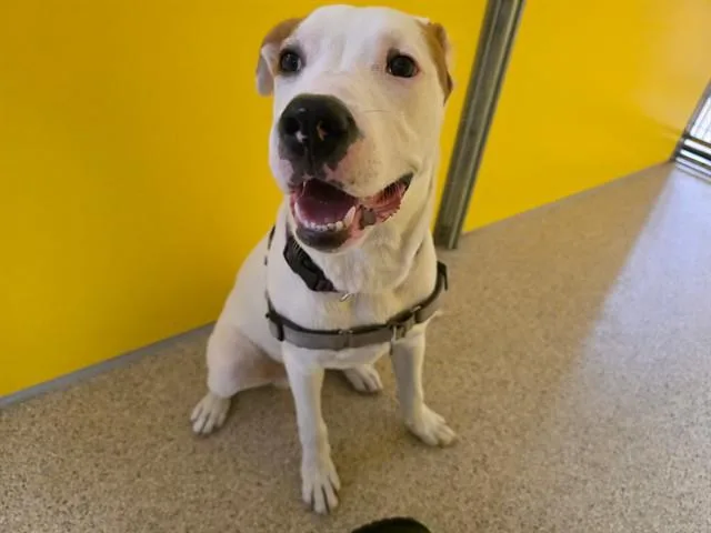 A young large-sized male Pointer dog named Lando for adoption in Ames, IA