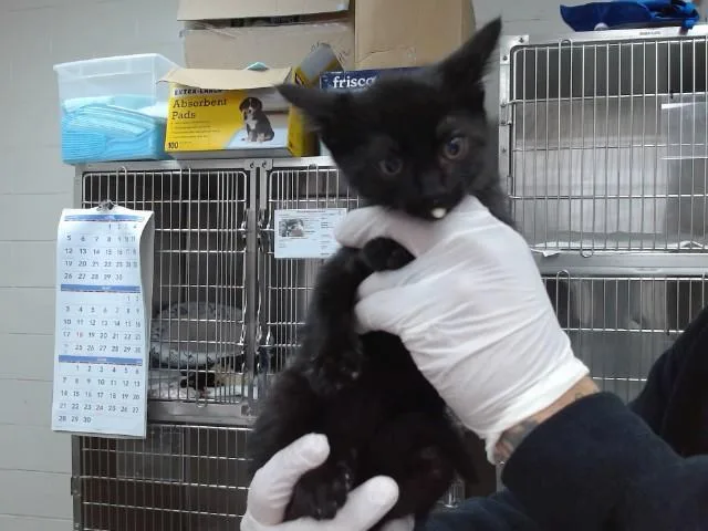 A baby small-sized male Domestic Short Hair cat named Dario for adoption in Salinas, CA