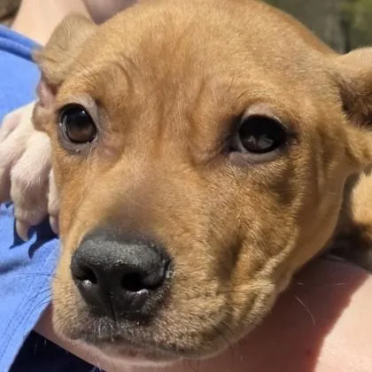 A baby small-sized male Mixed Breed dog named Cj for adoption in Voorhees, NJ