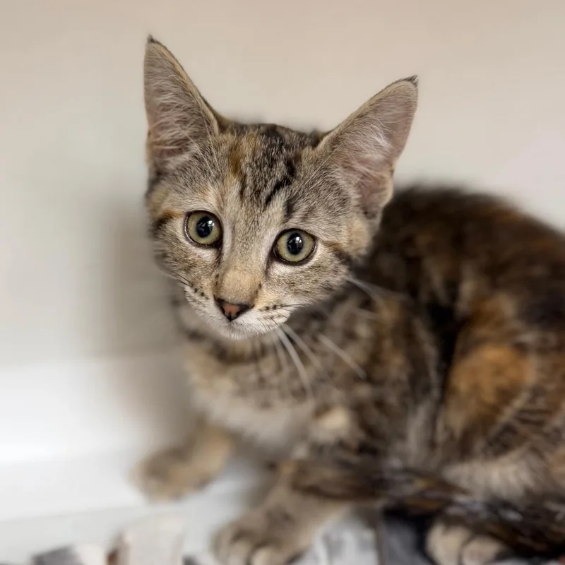 A baby small-sized female Brown / Chocolate Domestic Short Hair cat named Soup for adoption in Champaign, IL