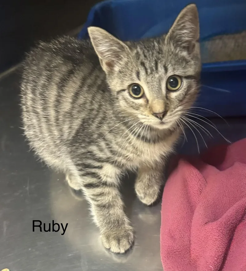A young medium-sized female Tabby (Buff / Tan / Fawn) Domestic Short Hair cat named Ruby for adoption in Ulster, PA