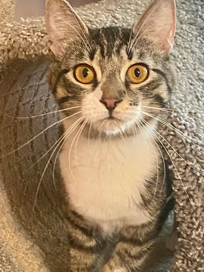 Jelly Donut thumbnail 2