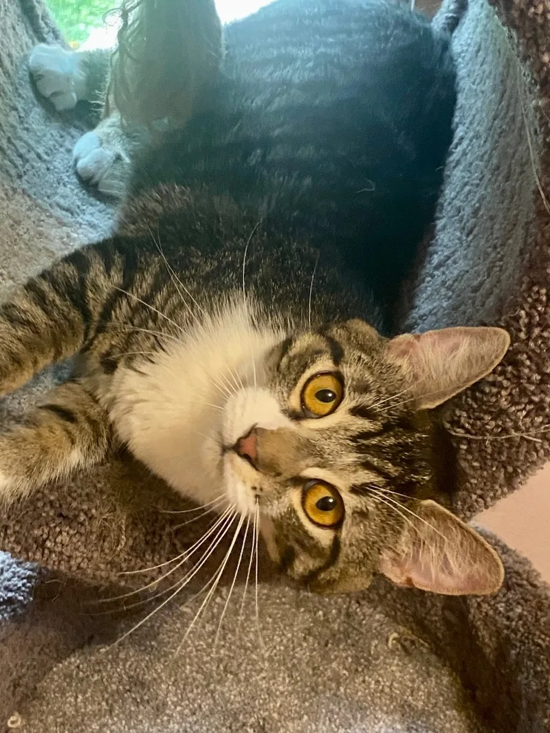 Jelly Donut thumbnail 3