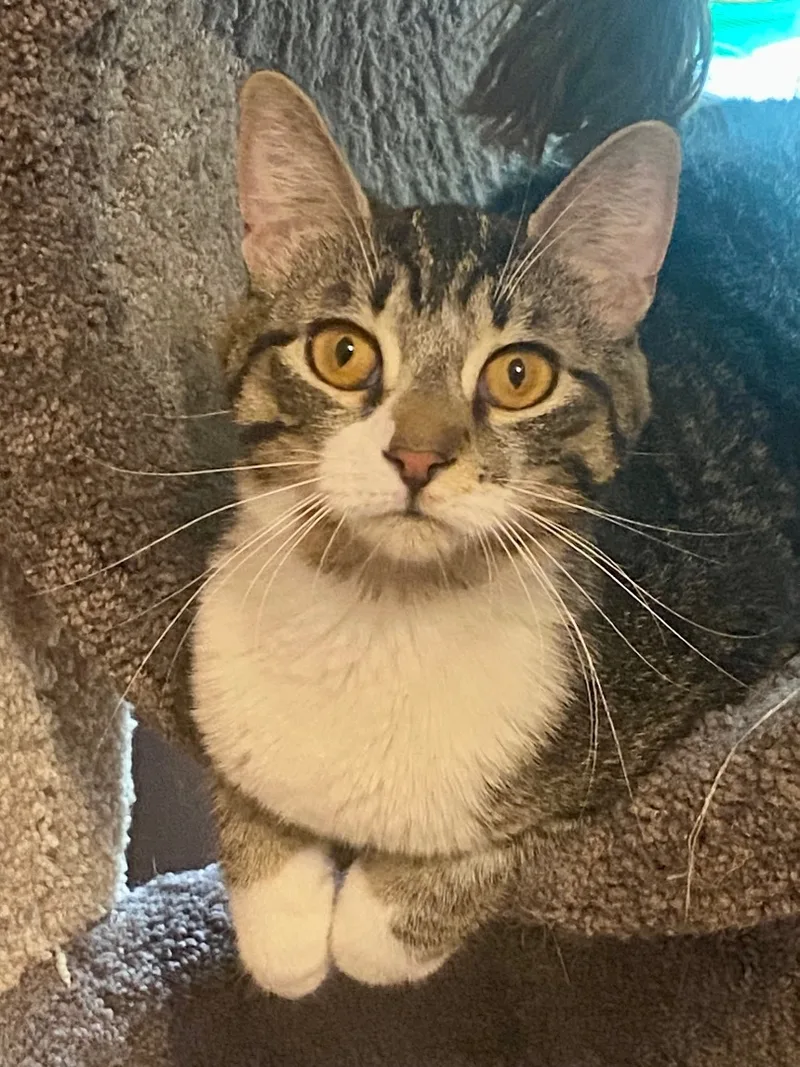 Jelly Donut thumbnail 4