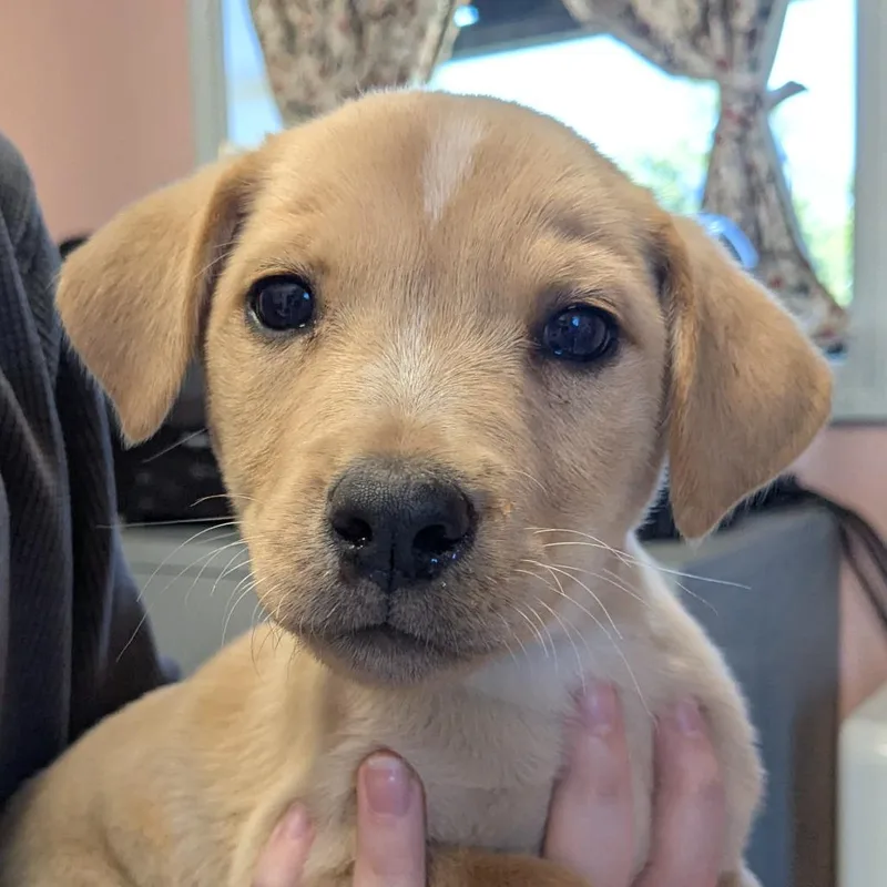 A baby large-sized female Yellow / Tan / Blond / Fawn Mixed Breed dog named Corn Bread for adoption in Huntsville, AR