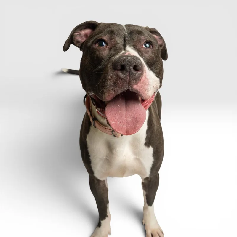 A young medium-sized female American Staffordshire Terrier dog named Daisy for adoption in Richardson, TX