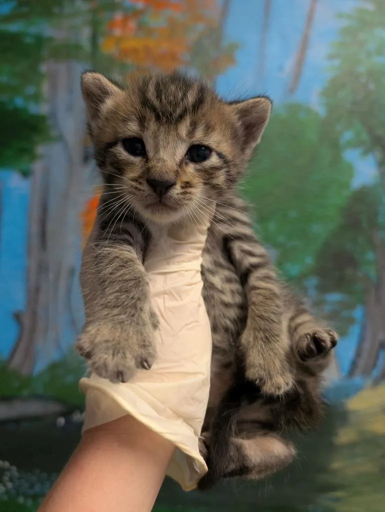 A baby small-sized male Domestic Short Hair cat named White Gardenia for adoption in New Braunfels, TX
