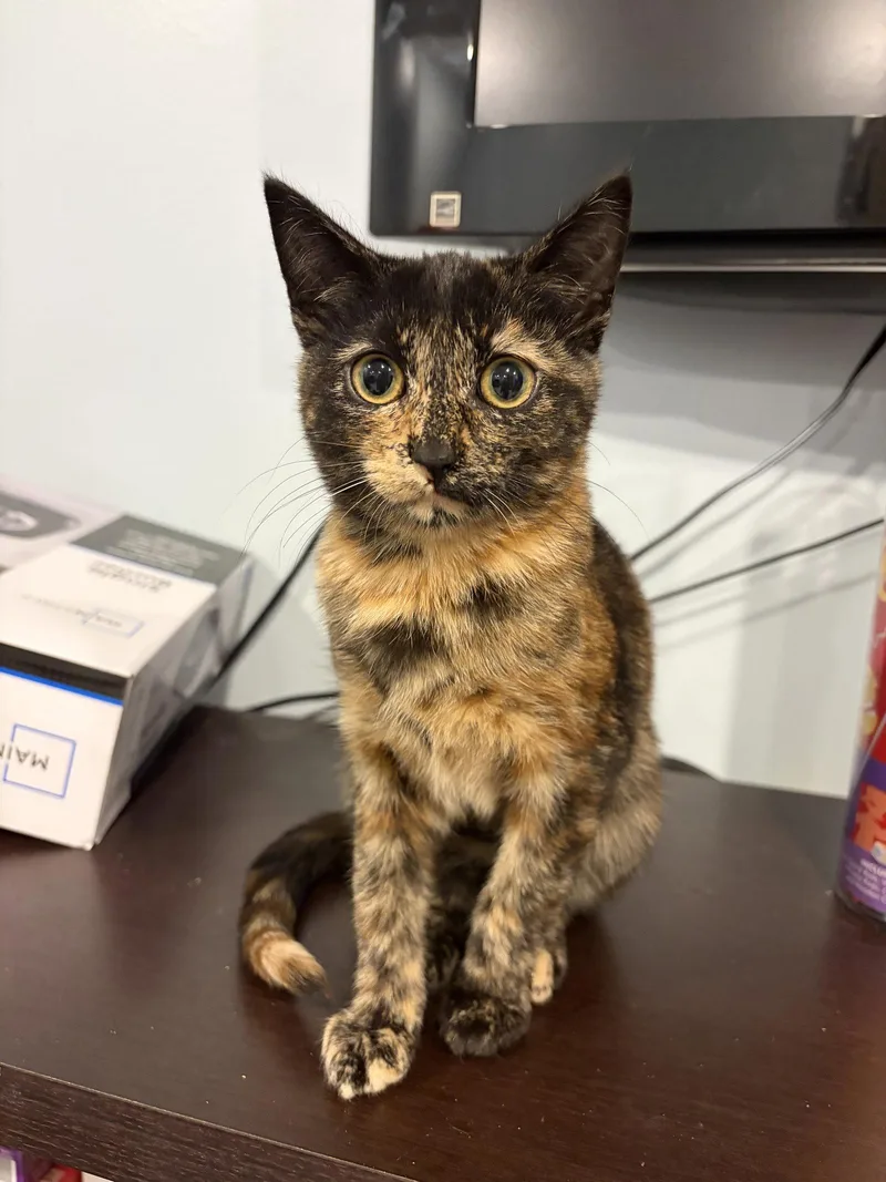 A baby medium-sized female Domestic Short Hair cat named Thera for adoption in Herndon, VA