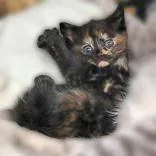 A baby medium-sized female Tortoiseshell Domestic Short Hair cat named Adele for adoption in Portsmouth, OH
