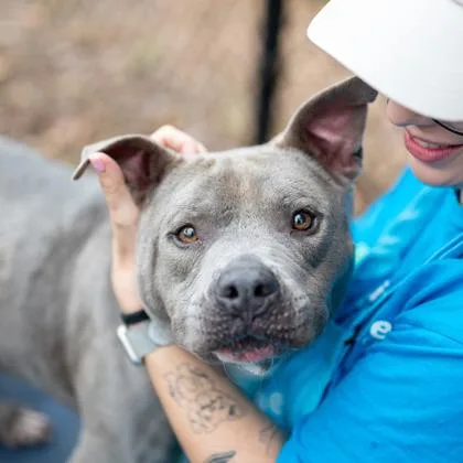 An adult medium-sized male Mixed Breed dog named Groot for adoption in Chamblee, GA