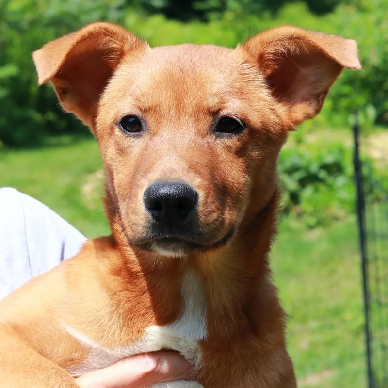 A baby large-sized female Black Shepherd dog named CT Jacey for adoption in Stormville, NY