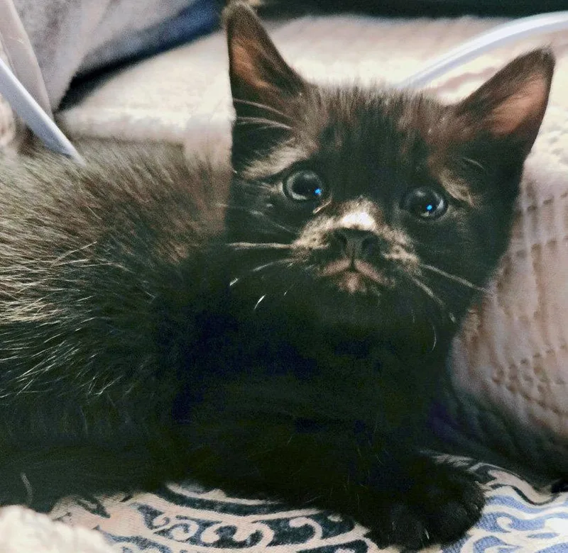 Percy