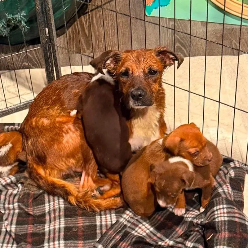 An adult small-sized female Brown / Chocolate Mixed Breed dog named Phoenix for adoption in Olathe, KS